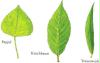 baum buch 1_1